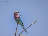Vumbura Lilac Breasted Roller Vumbura Lilac Breasted Roller
